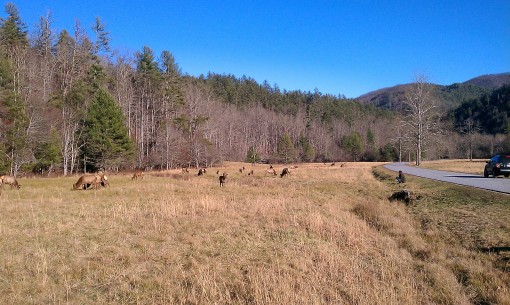 Elk in Smoky Mountain National Park
